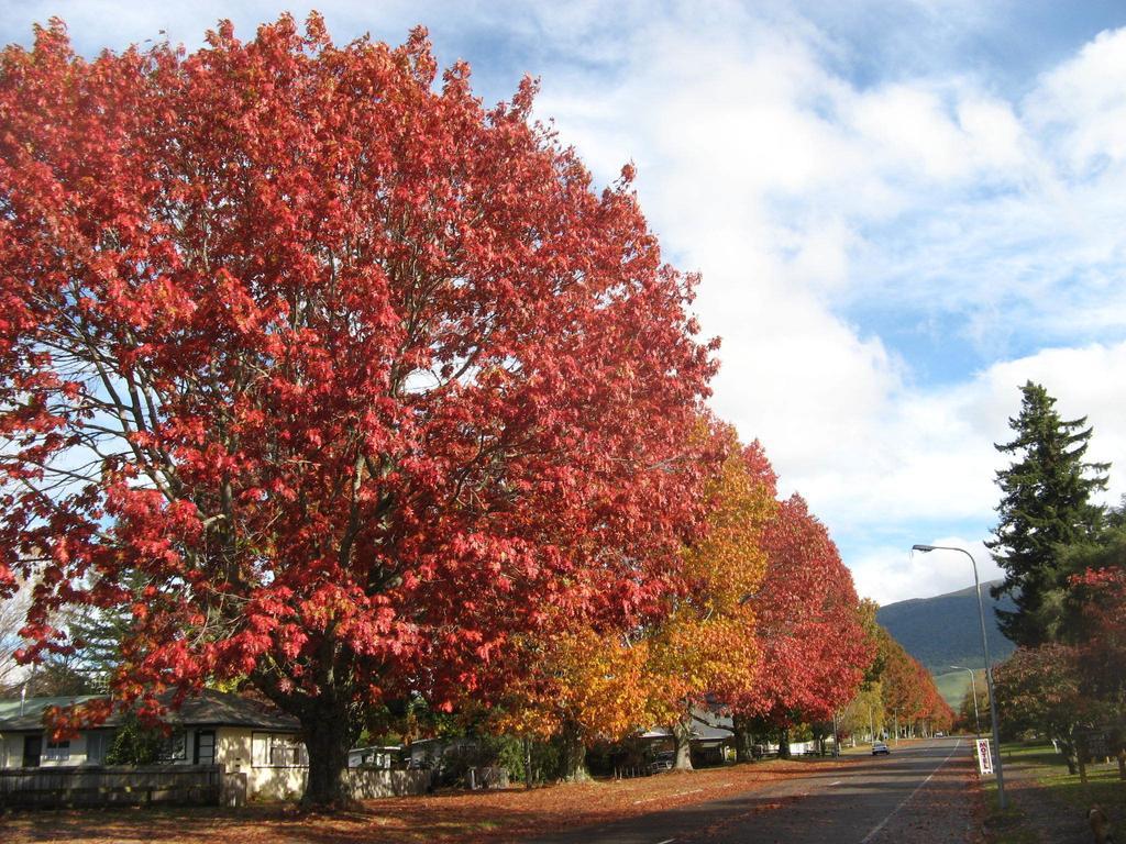 Tongariro River Motel Turangi Quarto foto